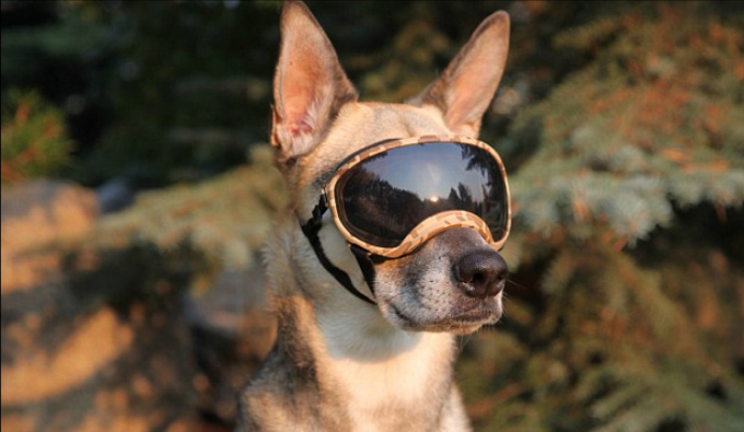 Doggy with Sunglasses